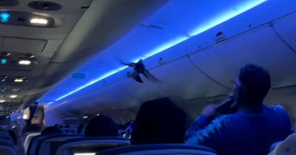 image for Delta flight erupts into chaos as pigeons fly around main cabin