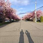 image for (OC) My husband and I taking photos of the Cherry Blossoms in our neighborhood