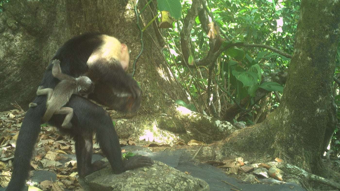 image for Researchers puzzle over rash of baby monkey kidnappings