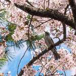 image for Lucky shot of a bird among surrounded by sakura [OC]