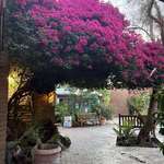 image for (OC) the biggest bougainvillea I’ve ever seen