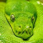 image for [OC] Green Python