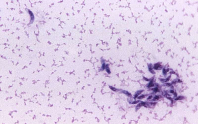 image for This Cat Poop Parasite Can Decapitate Sperm—and It Might Be Fueling Infertility