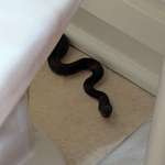 image for This little guy almost gave me a heart attack.