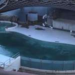 image for MarineLand Canada’s stage set has been completely torn down. They’re never opening again.
