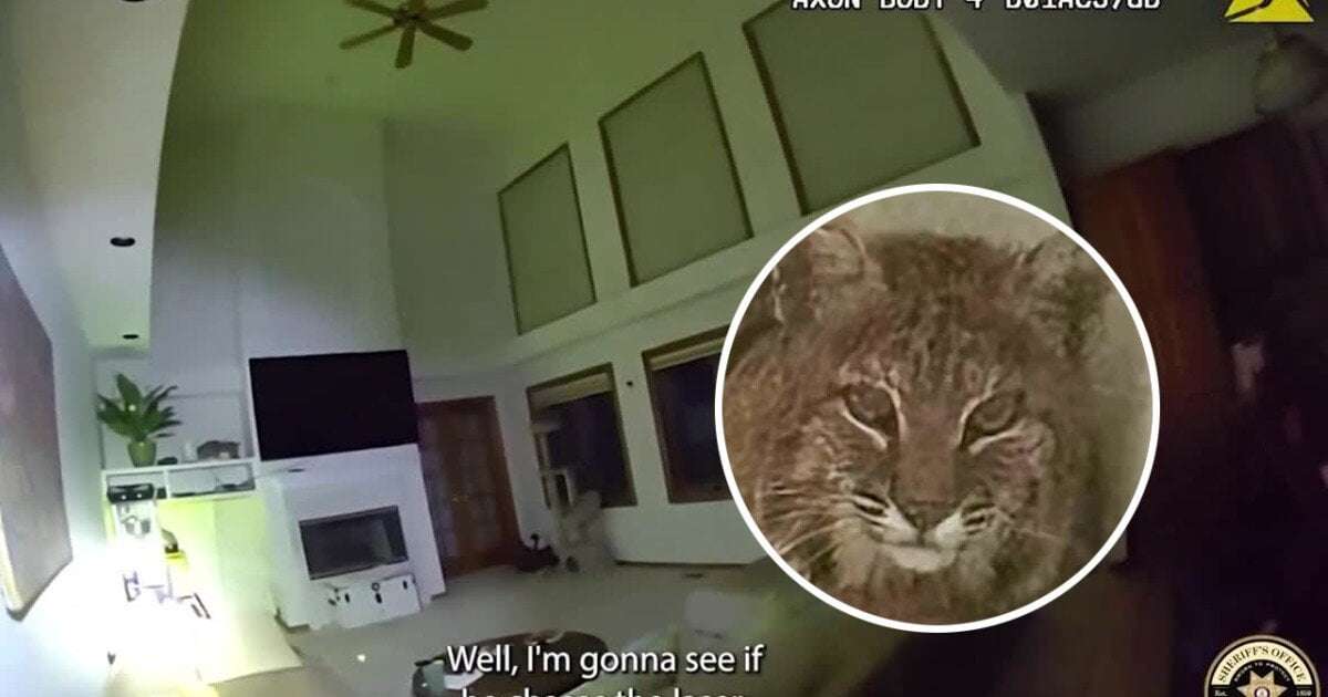 image for ‘It’s not a normal cat': Bobcat found inside Ken Caryl home unimpressed by use of high-tech tricks