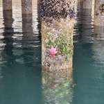image for Starfish