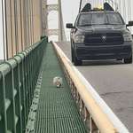 image for [OC] Opossum attempts to cross the Mackinac Bridge