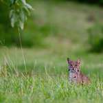 image for Young bobcat in my front yard