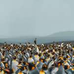 image for Penguins of Falkland Islands [OC]