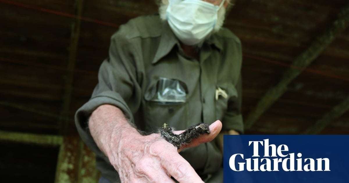 image for ‘Half the tree of life’: ecologists’ horror as nature reserves are emptied of insects