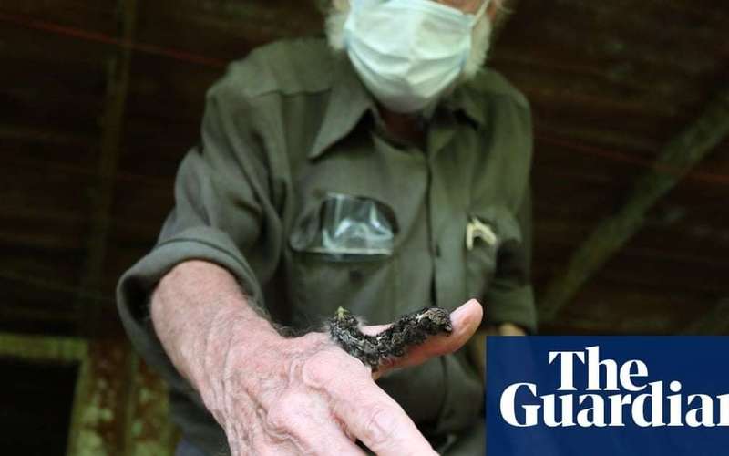 image for ‘Half the tree of life’: ecologists’ horror as nature reserves are emptied of insects