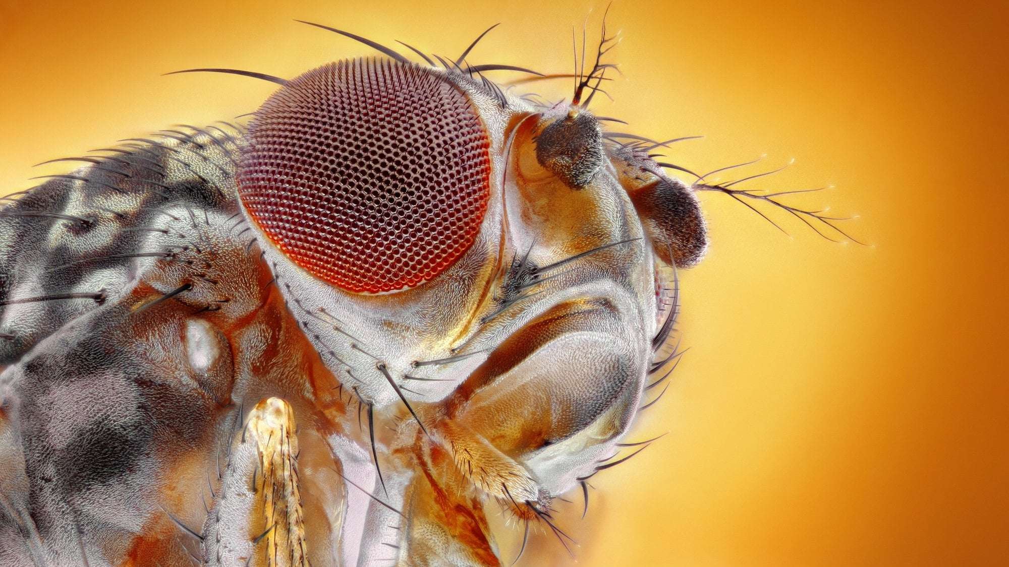 image for Researchers genetically altered fruit flies to crave cocaine