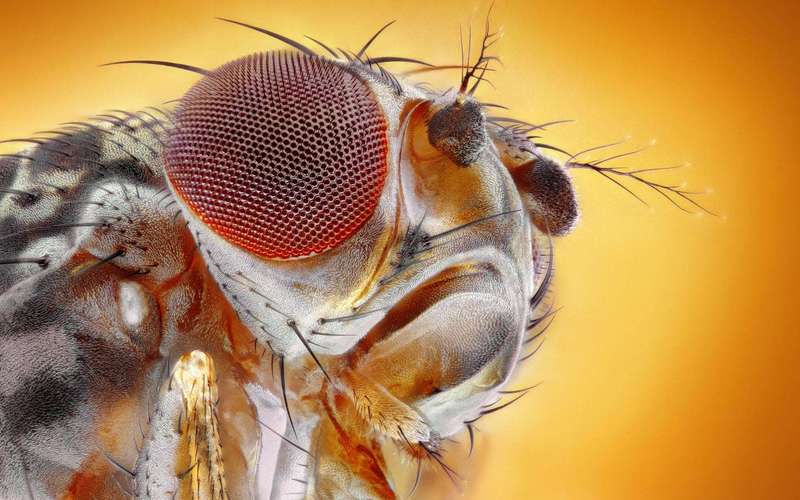 image for Researchers genetically altered fruit flies to crave cocaine