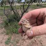 image for Found this little guy scurrying around at work today! At least someone was having a good Monday!