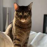 image for Tofu was displeased with my decision to snooze my alarm this morning…