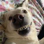image for OC Living w a Labrador is like