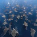 image for Mobula Rays in Baja California, Mexico.