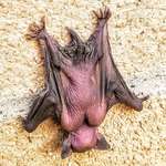 image for Sleeping baby bat on a building🦇💤😲