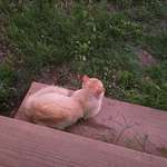 image for Was watching the sunset and a stray kitty came and joined me