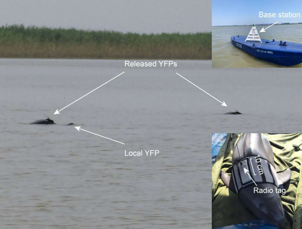 image for Critically endangered porpoises successfully released back into the wild