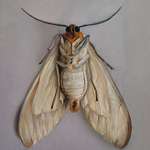 image for My oil painting of a moth.