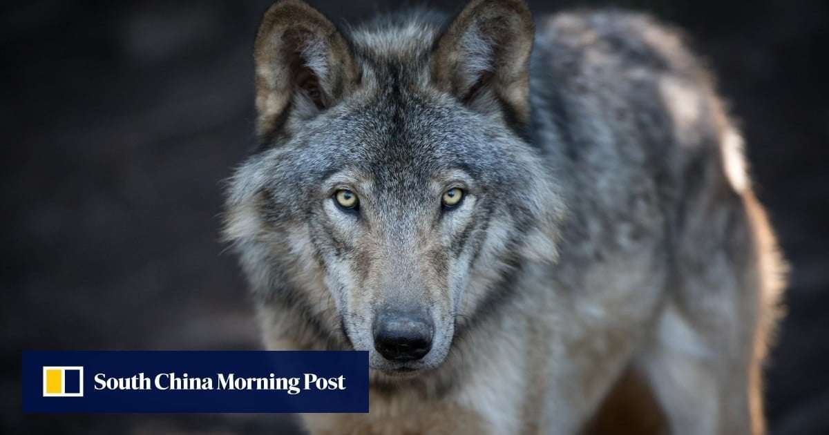 image for Wolves in Japan: could their reintroduction restore nature’s balance?