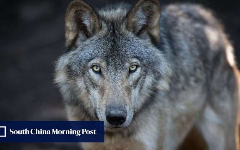 image for Wolves in Japan: could their reintroduction restore nature’s balance?