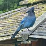 image for Steller’s Jay waiting for nuts [OC]