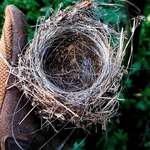image for A Bird builds its nest using fibre optic wire reportedly from Ukrainian drone