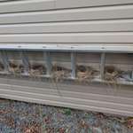 image for [OC] A bird made 8 consecutive nests in my ladder, each one more complex than the last.