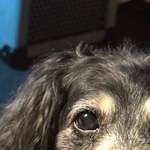 image for Tinky just before she turned 22 last year.