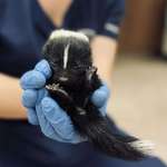 image for here’s a baby skunk. 🦨 my friend works at a native wildlife rescue in VA.