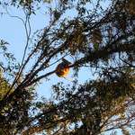 image for [OC] Almost got taken out by this guy today. Drop bears don’t mess around.