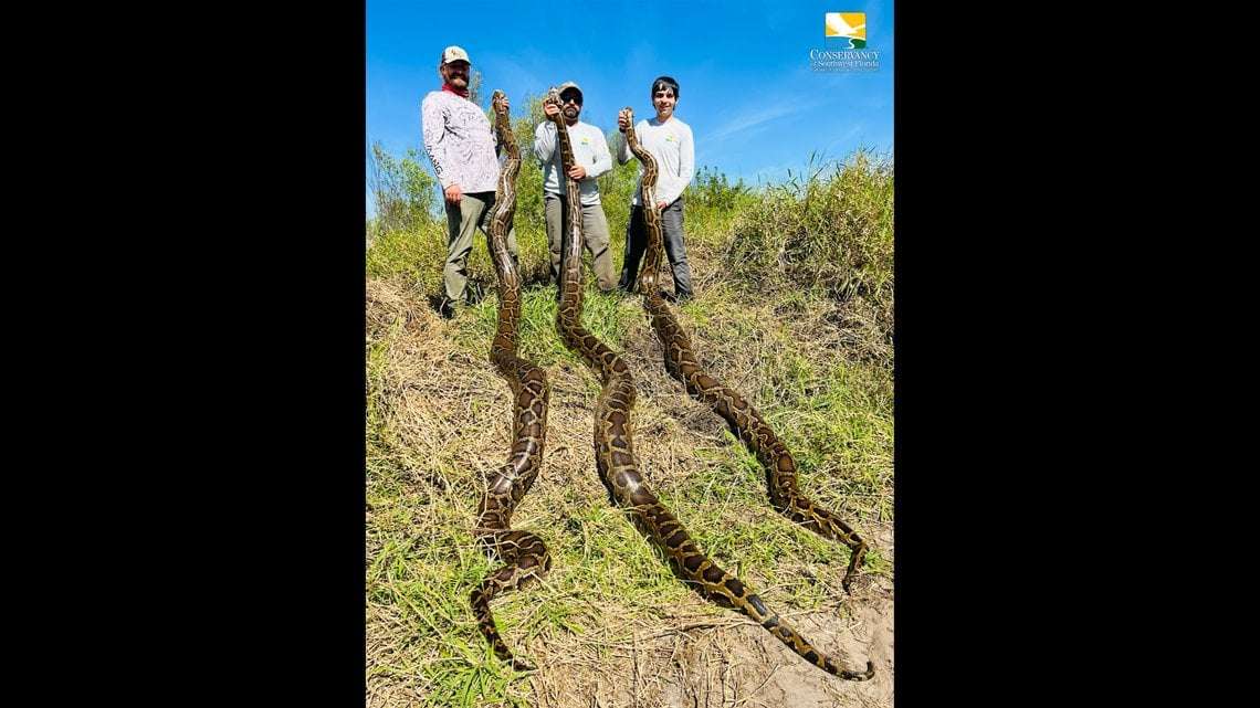 image for Battle to eradicate invasive pythons in Florida achieves stunning milestone