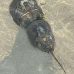 image for Horseshoe Crabs mating. Female is the big one
