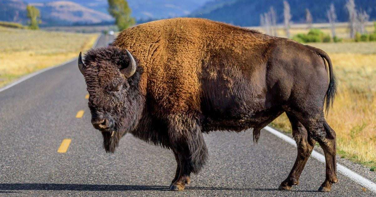 image for Bison gores man in Yellowstone after visitors get too close