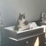 image for [OC] 28 days ago I lost my dog, and now my cat 😢 R I.P. Emmett