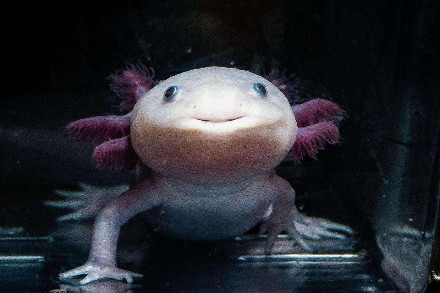 image for How do axolotls regenerate limbs and organs? This researcher has started to uncover the secret