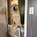 image for Meet Charles. Charles is a shelter dog that’s in a foster home. Charles has a meet n greet tomorrow