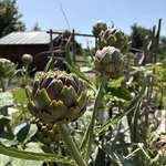 image for Artichokes at a local community garden