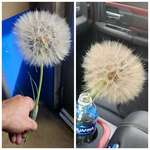 image for OC Found a dandelion bigger than my hand at work I'm excited to bring it home to my 4yr old