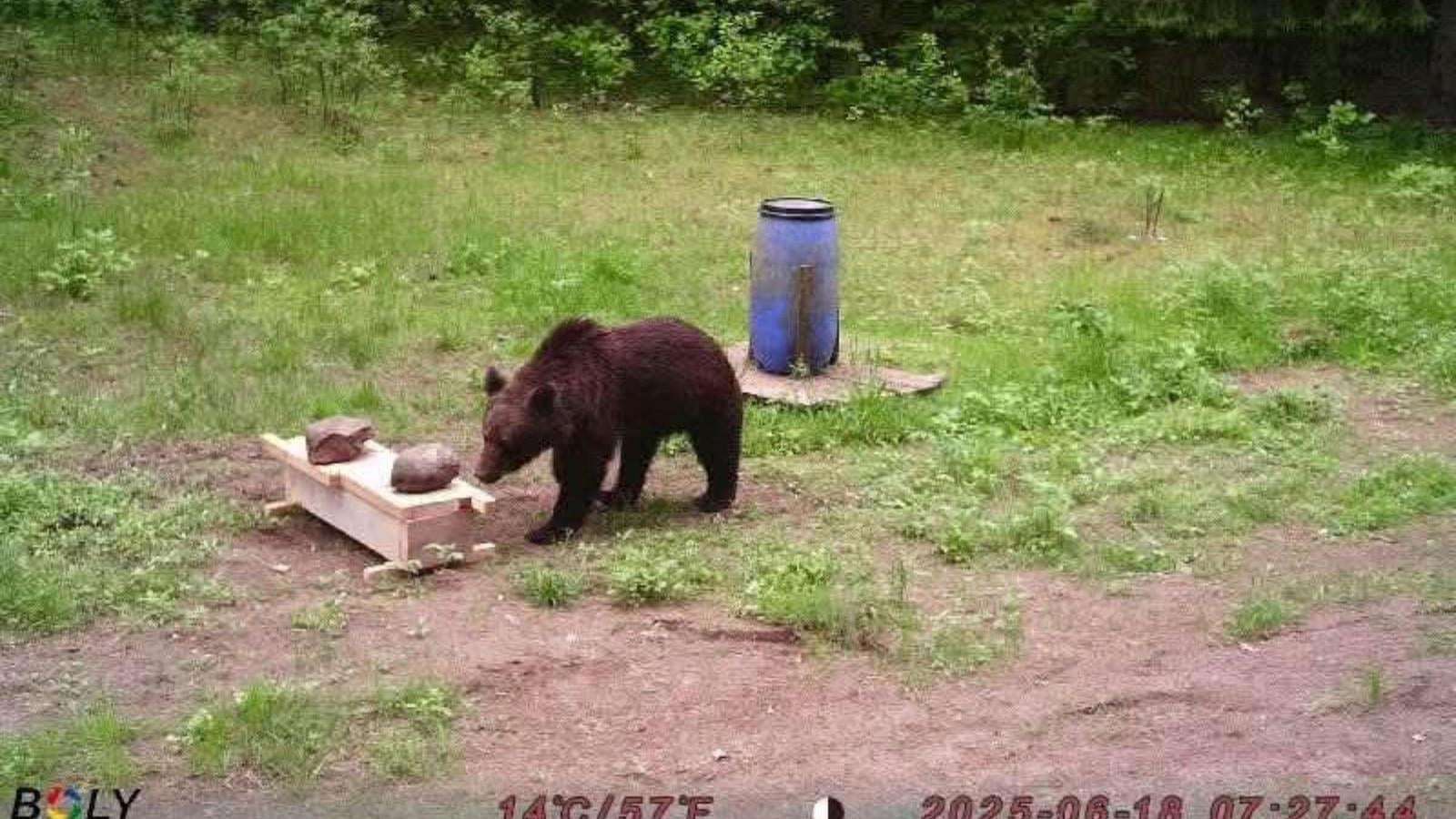 image for Lithuanian hunters refuse a government request to shoot a wild bear in the capital