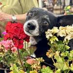 image for A beautiful old lady pupper posing in her garden.