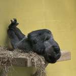 image for [OC] I took a picture of a gorilla today.