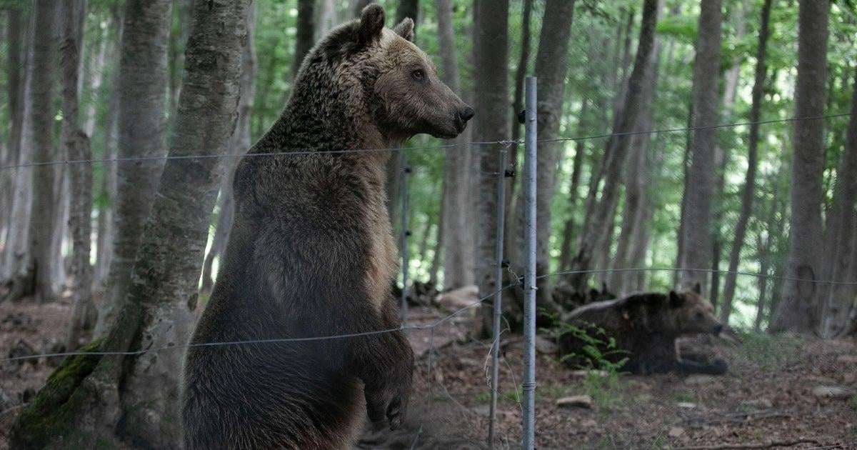 image for Hiker dies after bear knocks him into 2,600-foot ravine in Greece, witness says
