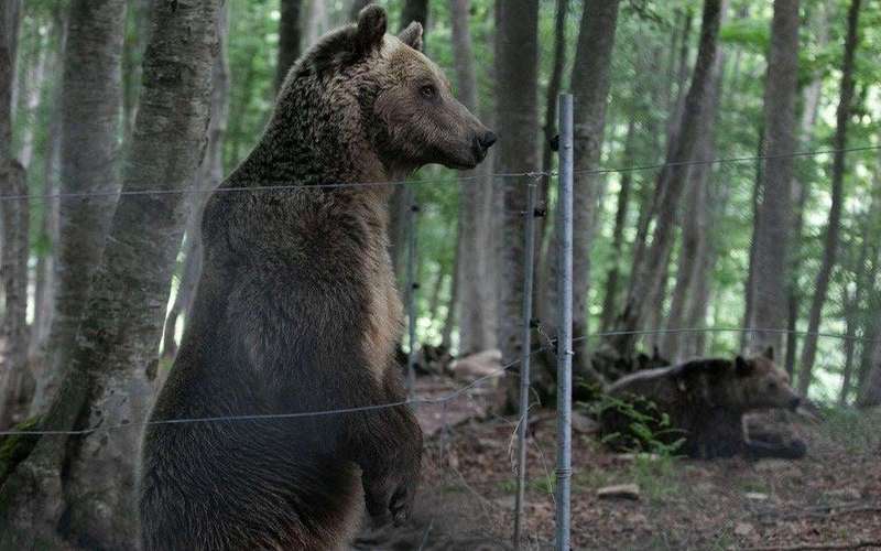 image for Hiker dies after bear knocks him into 2,600-foot ravine in Greece, witness says