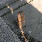 image for The friendly and photogenic prairie dog living under my stairs