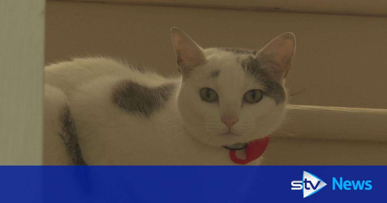 image for Cat who walks children to school shortlisted for national award