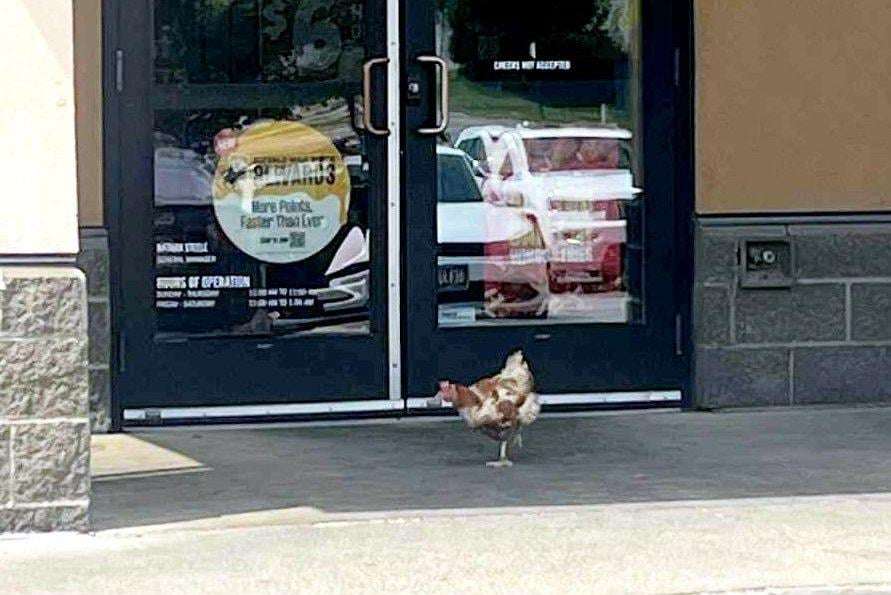 image for Look: Loose chicken rescued from Buffalo Wild Wings in Iowa